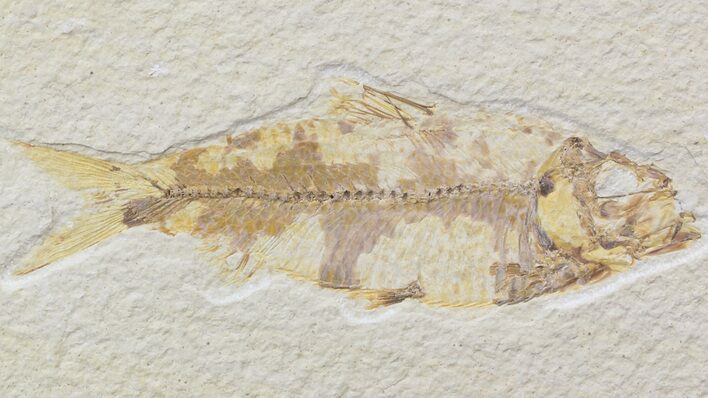 Bargain Knightia Fossil Fish - Wyoming #42430